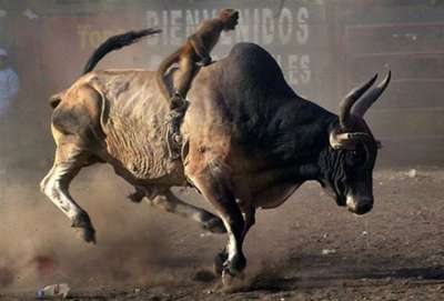 monkey-riding-bull.jpg
