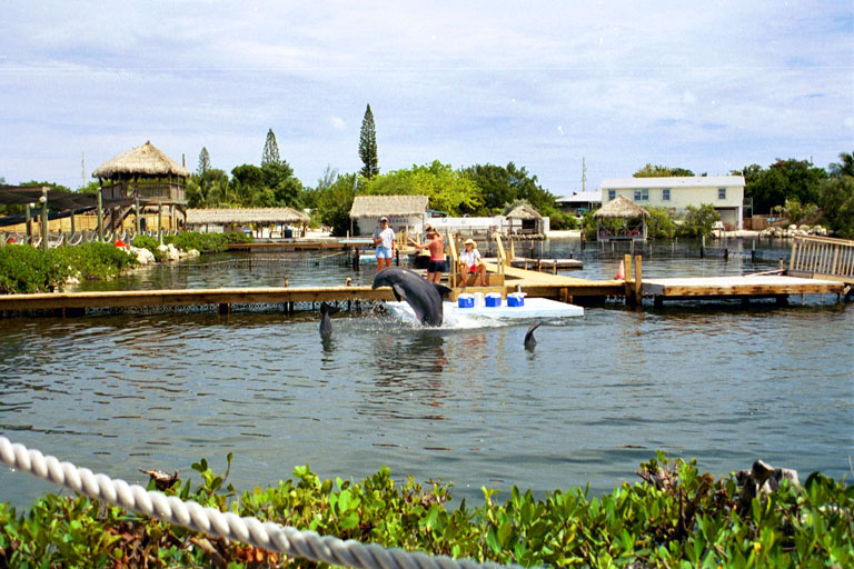 dolphin research center