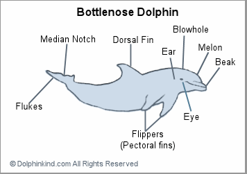 dolphin facts