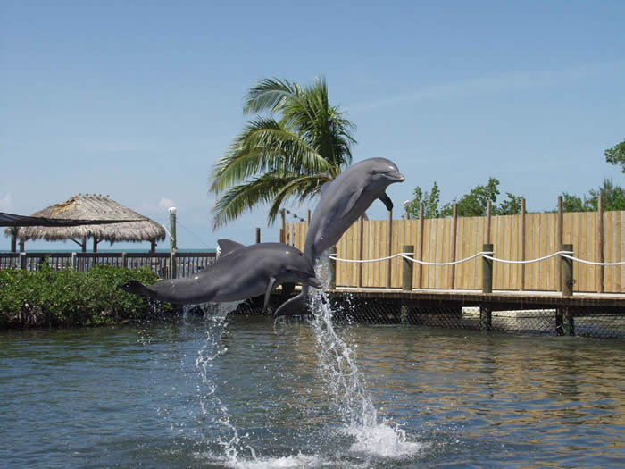 dolphin research center