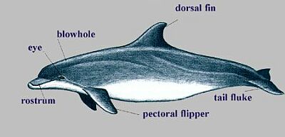 dolphin facts