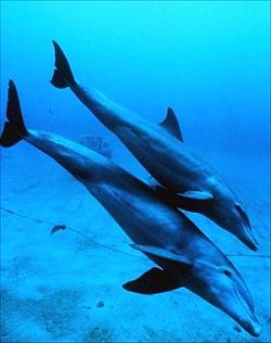 dolphin facts