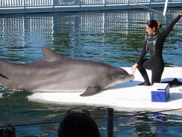 dolphin research center