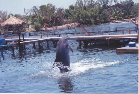 dolphin research center