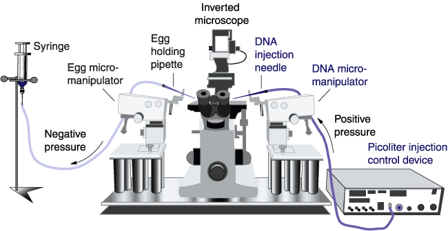 micromanipulator