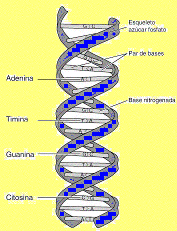 estructura adn