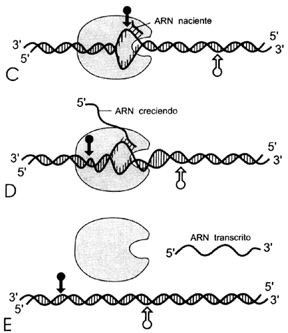 transcripcion adn