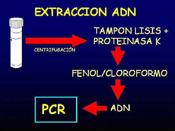 extraccion adn