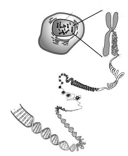 estructura adn