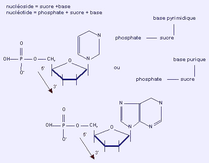 adn structure