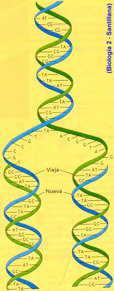 transcripcion adn