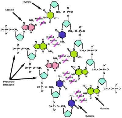 adn structure