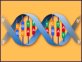 estructura adn