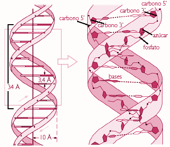 adn biologia