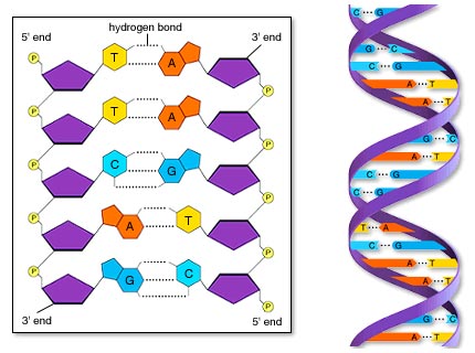 estructura adn