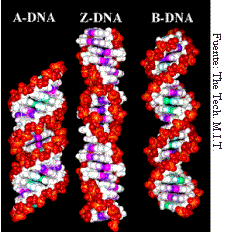 tipos de adn