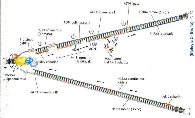 tipos de adn