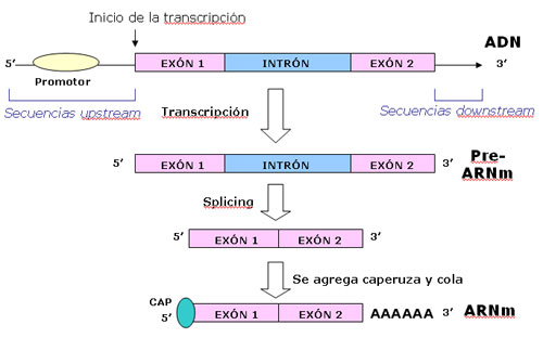 transcripcion adn