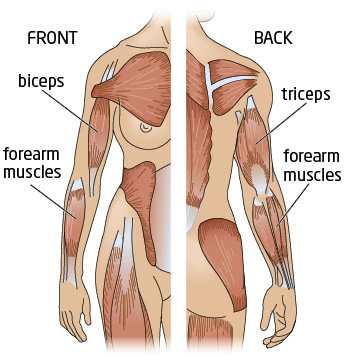 arm muscles