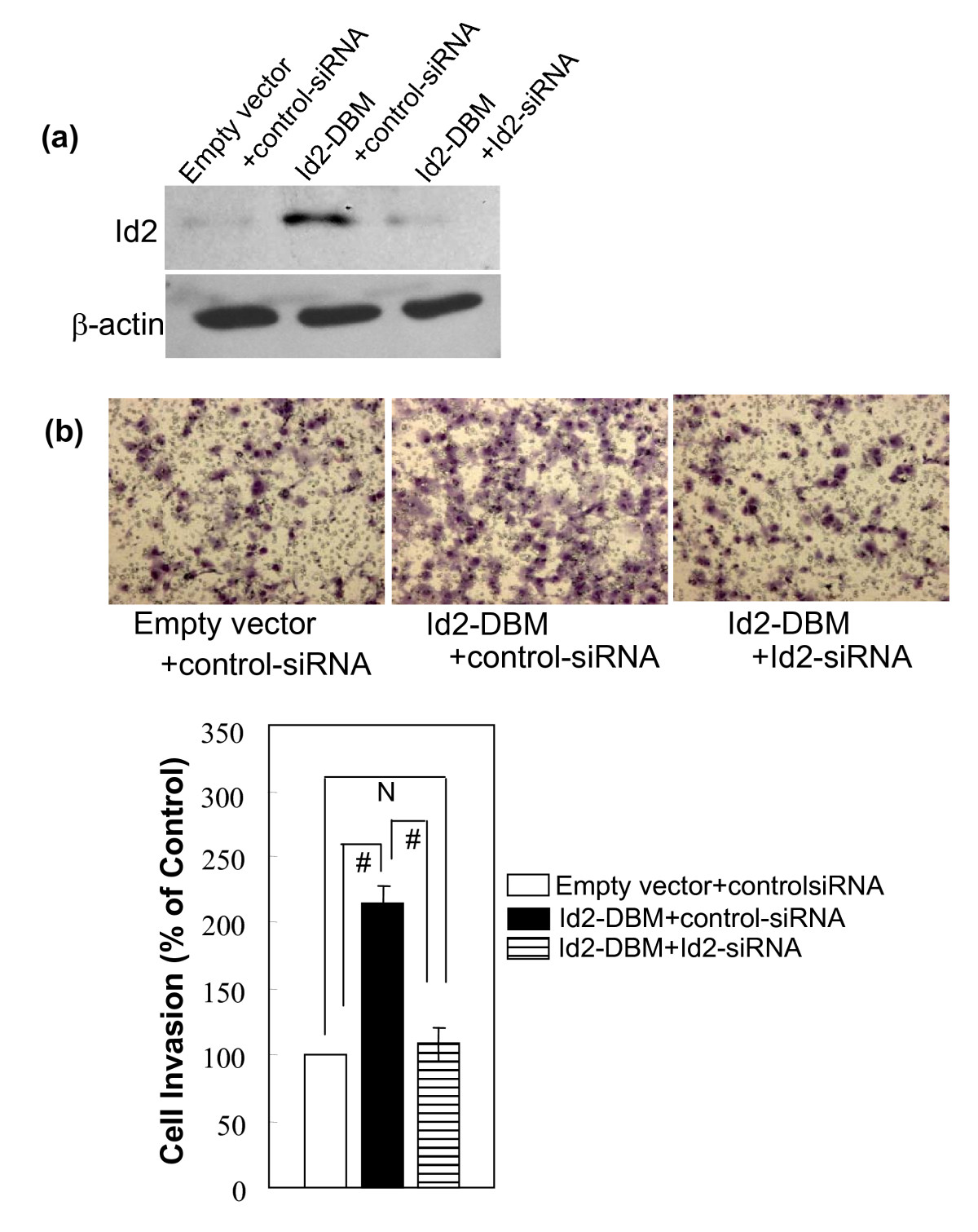 id2 protein