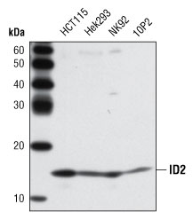 id2 protein