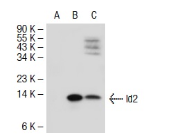 id2 antibody