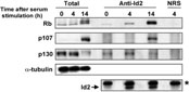 id2 antibody