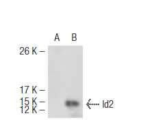 id2 antibody