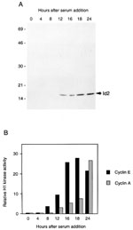 id2 protein