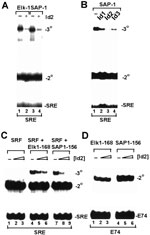 id2 protein