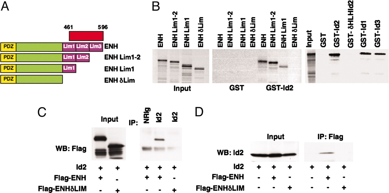 id2 protein