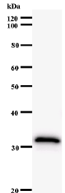 id2 antibody