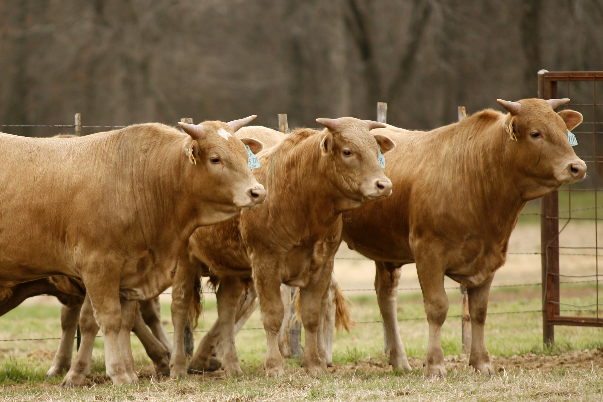 bucking bulls