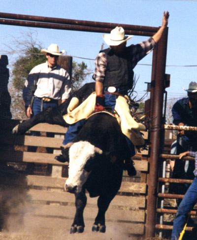 riding bulls