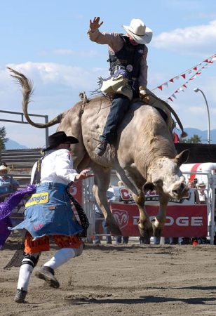 riding bulls