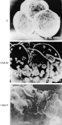 cnbr sepharose