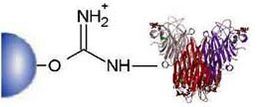 cnbr sepharose