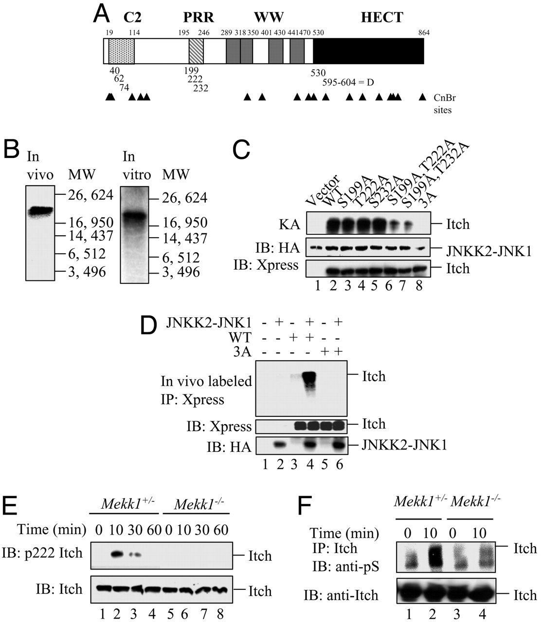 cnbr cleavage