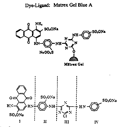 cnbr sepharose