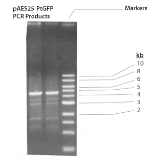 agarose tbe