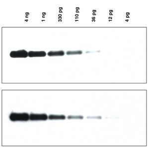 agarose tbe