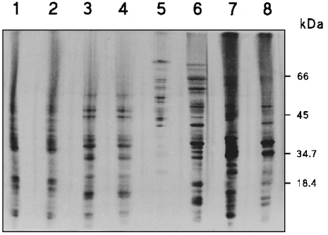 cnbr cleavage