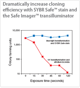 tbe electrophoresis