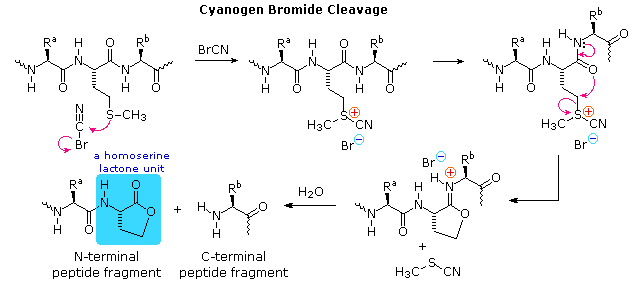 cnbr cleavage