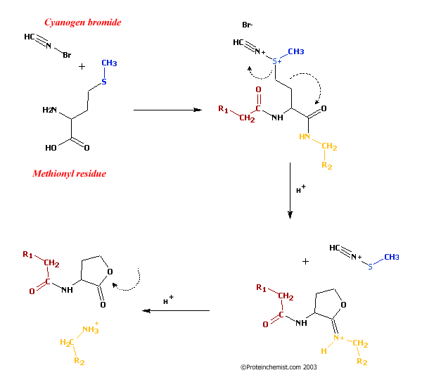 cnbr cleavage