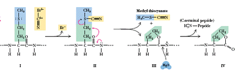 cnbr cleavage