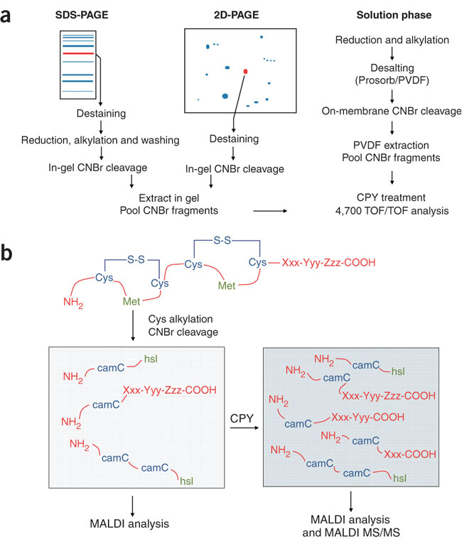 cnbr cleavage