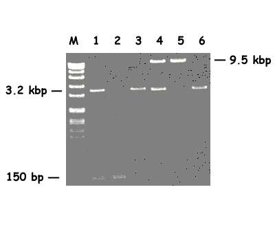 agarose tbe