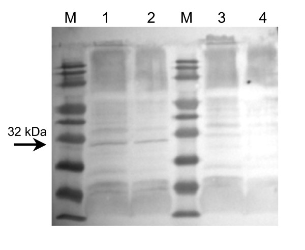 m13 protein