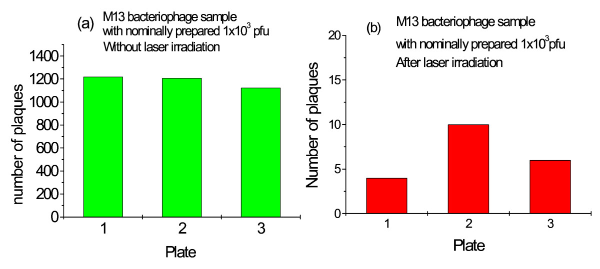 m13 bacteriophages